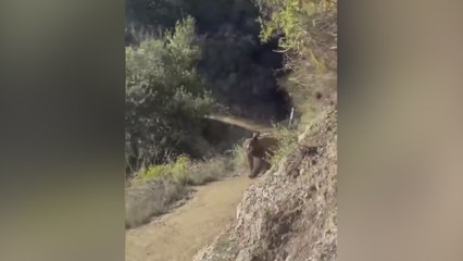 Una mujer se encuentra con un oso pardo en medio de su ruta: el final es aterrador