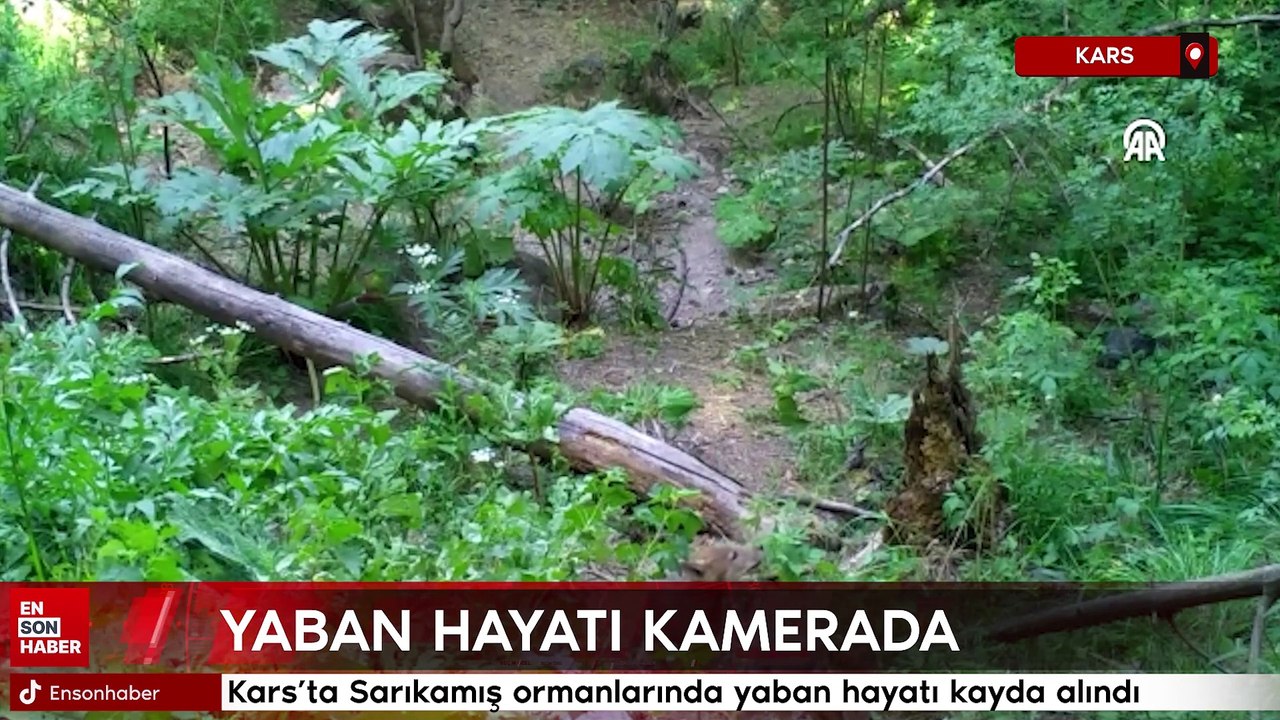 Sarıkamış ormanlarında 500 bini aşkın fotoğrafla yaban hayatının izini sürdüler