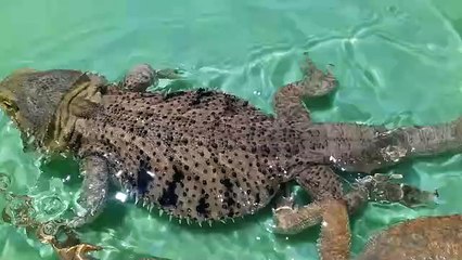 Pool Day! Bearded Dragons Swimming!