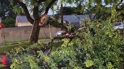 Temporal derruba árvore e interrompe trânsito na Avenida Assunção
