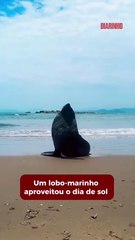 Lobo-marinho curtiu a Praia do Gravatá