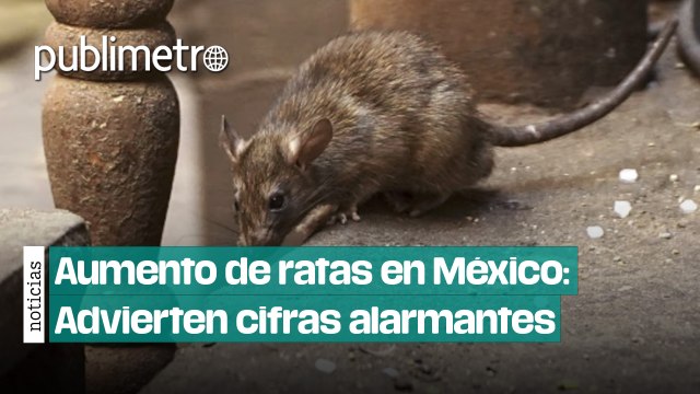 Aumento de ratas en México: Expertos advierten cifras alarmantes y cómo prevenir infestaciones