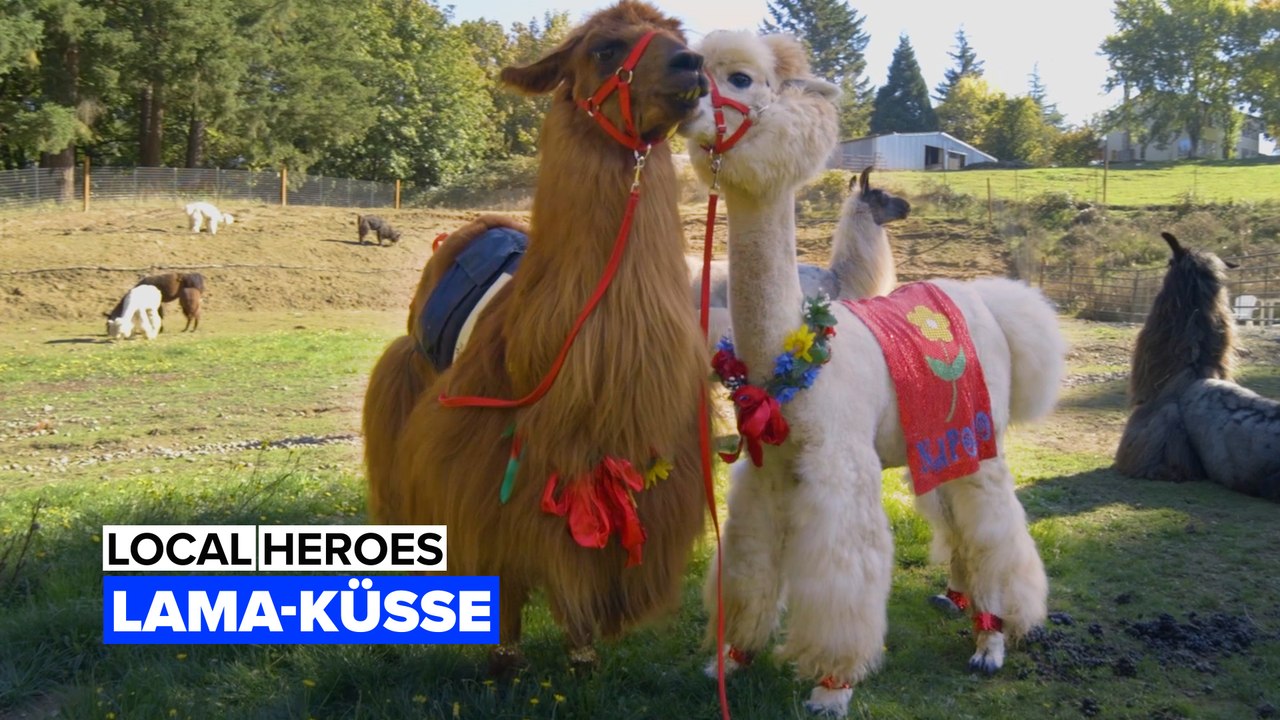Local Heroes: Lama-Küsse