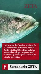 La UABC obtiene permiso para venta controlada de totoaba macdonaldi