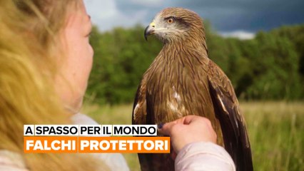 A spasso per il mondo: Falchi protettori