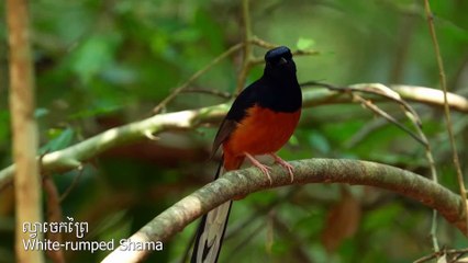 Multi species bird​ in Cambodia បក្សាបក្សីច្រើនជីវៈចំរុះ