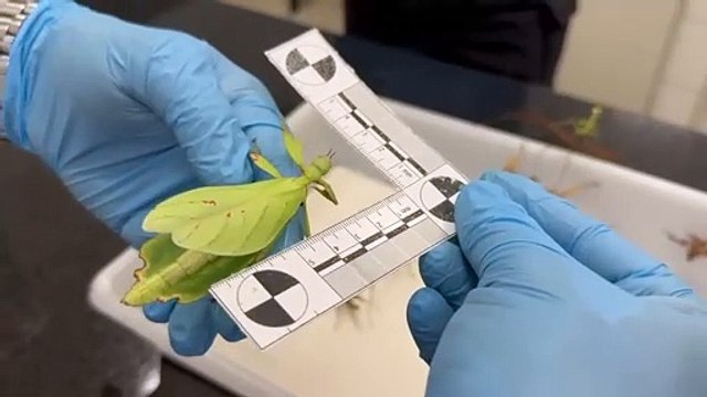 PF desarticula esquema de venda de animais exóticos pela internet