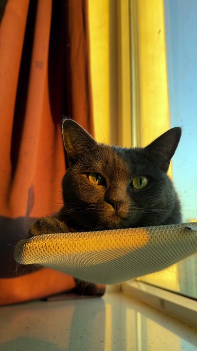 Charming Grey Cat Relaxing at Sunset   Teysa Tugadi Teysa Tugadi