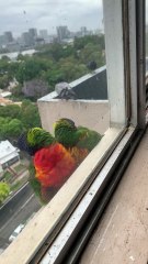 #Lorikeets Scratching Each Other's Heads, Cute Bird Interaction