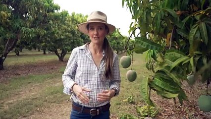 Top End mango grower builds thriving business over three decades