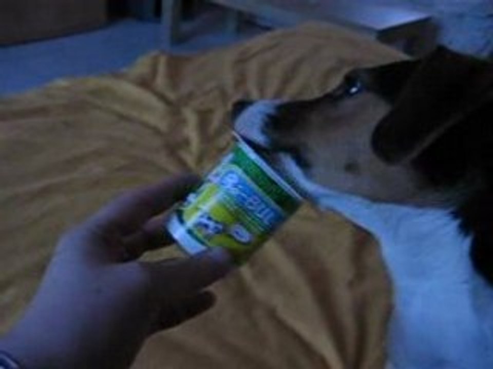 JACK RUSSEL CLEA ET SON YAOURT