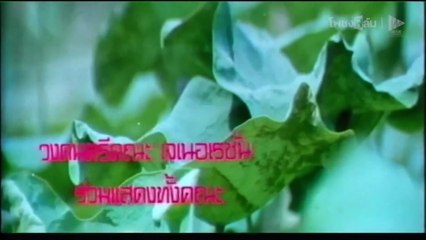 บัวตูมบัวบาน (2528) - หนังไทยเก่า