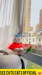 See me entertainment, cute cats,pets animals.