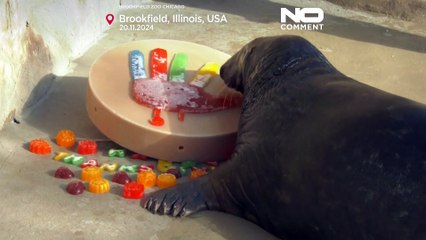 NO COMMENT: Los animales del zoo de Chicago se dan un festín anticipado de Acción de Gracias