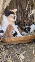 Un gato recibe amablemente a un perro en su guarida pero un gesto del can desata la furia