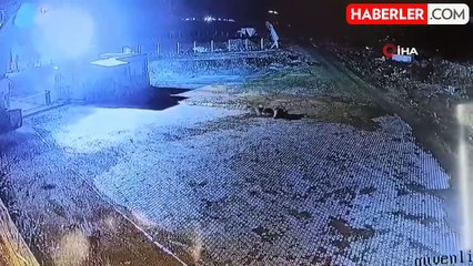 Gümüşhane'de Kurt Sürüsü Bekçi Köpeğini Parçaladı