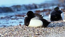 The Scaup: Close Up HD Footage (Aythya marila)