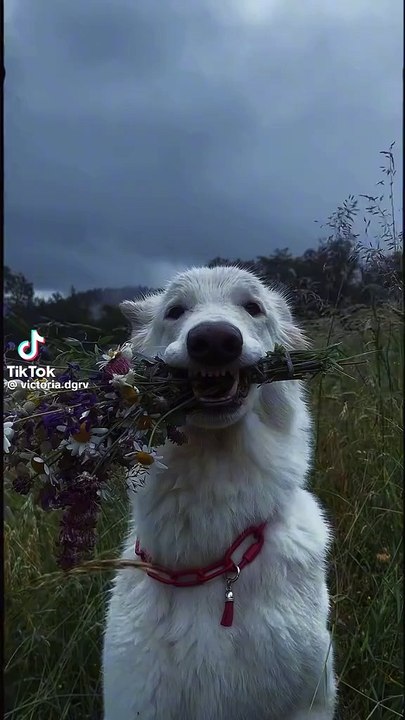 Dog with flower