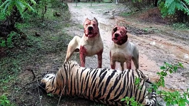 Питбуль Так Же Силен Как Дикие Хищники!