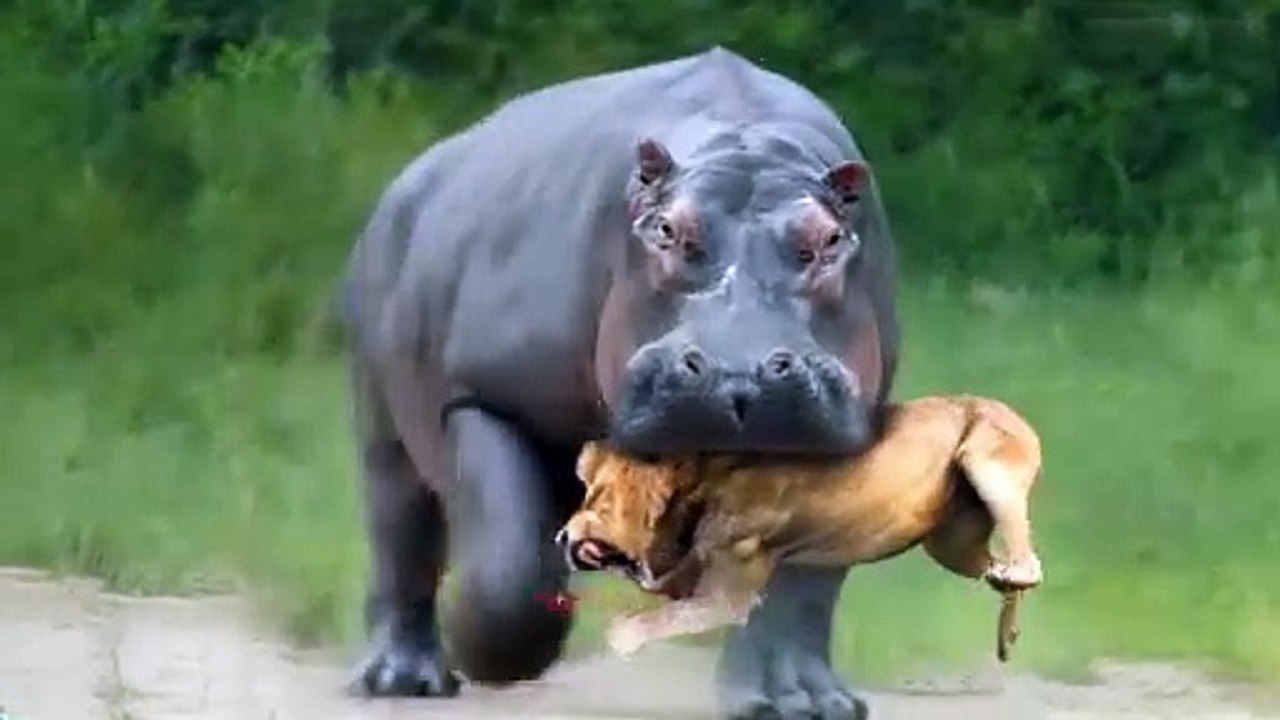 How Hippopotamus Made The Lion Regret!