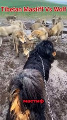 Волки Уважают Эту Собаку! (тибетский Мастиф)