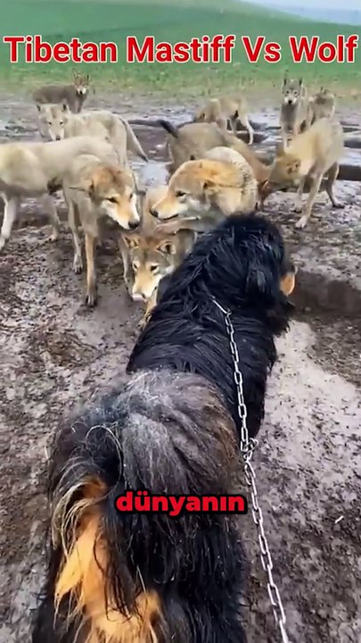 Kurtlar Bu Köpeğe Saygı Duyuyor! (Tibet Mastiffi)
