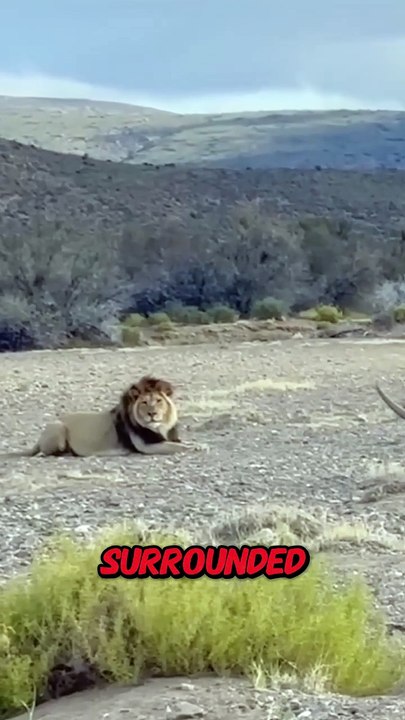 This Lion Will Never Forget The Rhino's Horn!