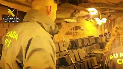 Desmantelan la mayor plantación ‘indoor’ de marihuana de Ávila