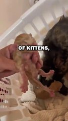 TWO HEADED KITTEN! #animals #animalstories #pets #animalrescue #cute #cuteanimals #natureglobal