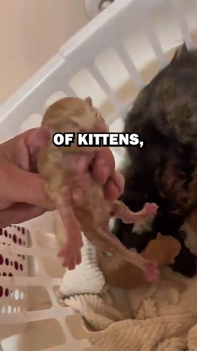 TWO HEADED KITTEN! #animals #animalstories #pets #animalrescue #cute #cuteanimals #natureglobal