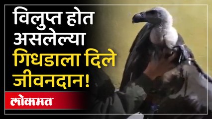 विलुप्त होत असलेल्या गिधाडाला दिले जीवनदान!