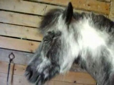 Reglisse et chevaux 002