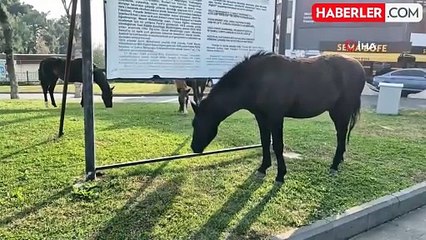 Başıboş Atlar Süleymanpaşa'nın Maskotu Oldu