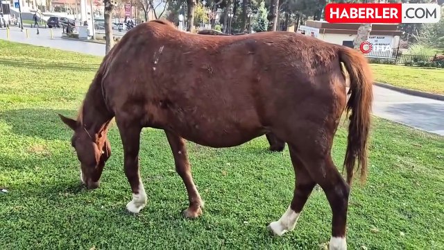 Başıboş Atlar Süleymanpaşa'nın Maskotu Oldu
