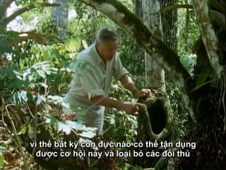 Phim tài liệu phụ đề tiếng Việt The Trial of Life 11