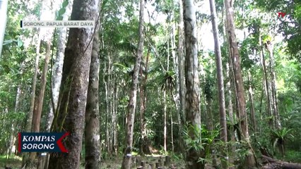 Perhutanan Sosial Jaga Hutan Papua dan Berdayakan Masyarakat Adat