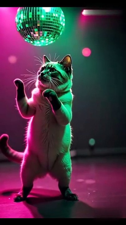 Cat robot dance
