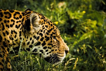 Día Internacional del Jaguar: Esfuerzos para proteger al rey de los bosques panameños