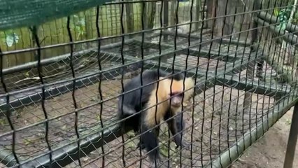 tn7-mono-se-recupera-lentamente-en-centro-de-rescate-291124