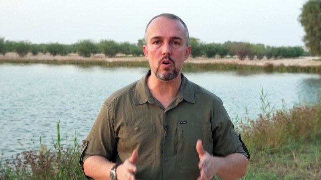 Eksotis! Hewan Argentina Berkeliaran di Gurun Dubai