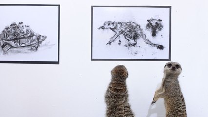Meerkat, skunk, armadillo, tortoise and bearded dragon see own portraits at gallery