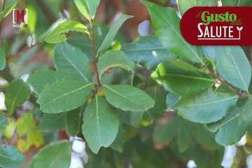 Scienza & Salute: 'L’alloro, aroma di nobiltà'