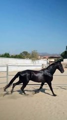 arabian horse
