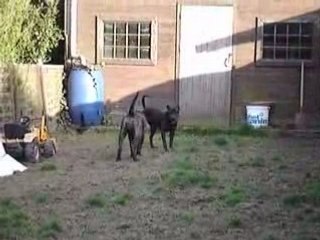 Jeux de chiens