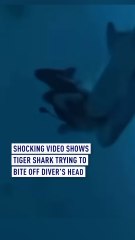 Terrifying video captures tiger shark trying to bite off diver’s head