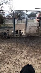Excited Pomeranian is climbing the fence!