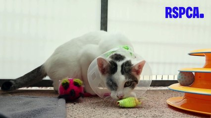 One-eyed rescue cat has own work-from-home office