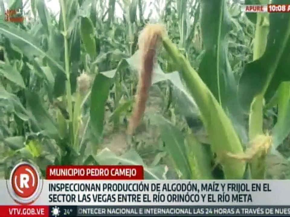 Apure | Autoridades inspeccionan siembra de leguminosas, maíz y algodón en el sector Las Vegas