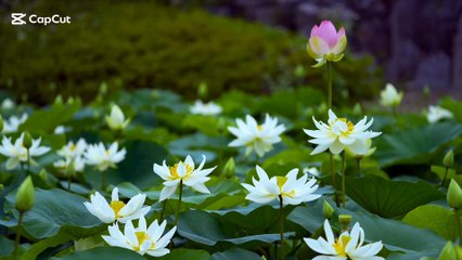 Morning Affirmations for Success