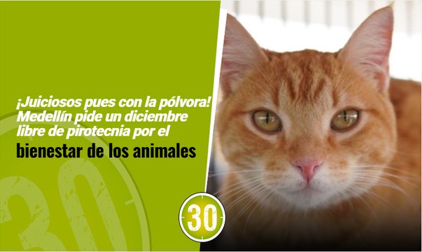 ¡Juiciosos pues con la pólvora! Medellín pide un diciembre libre de pirotecnia por el bienestar de los animales